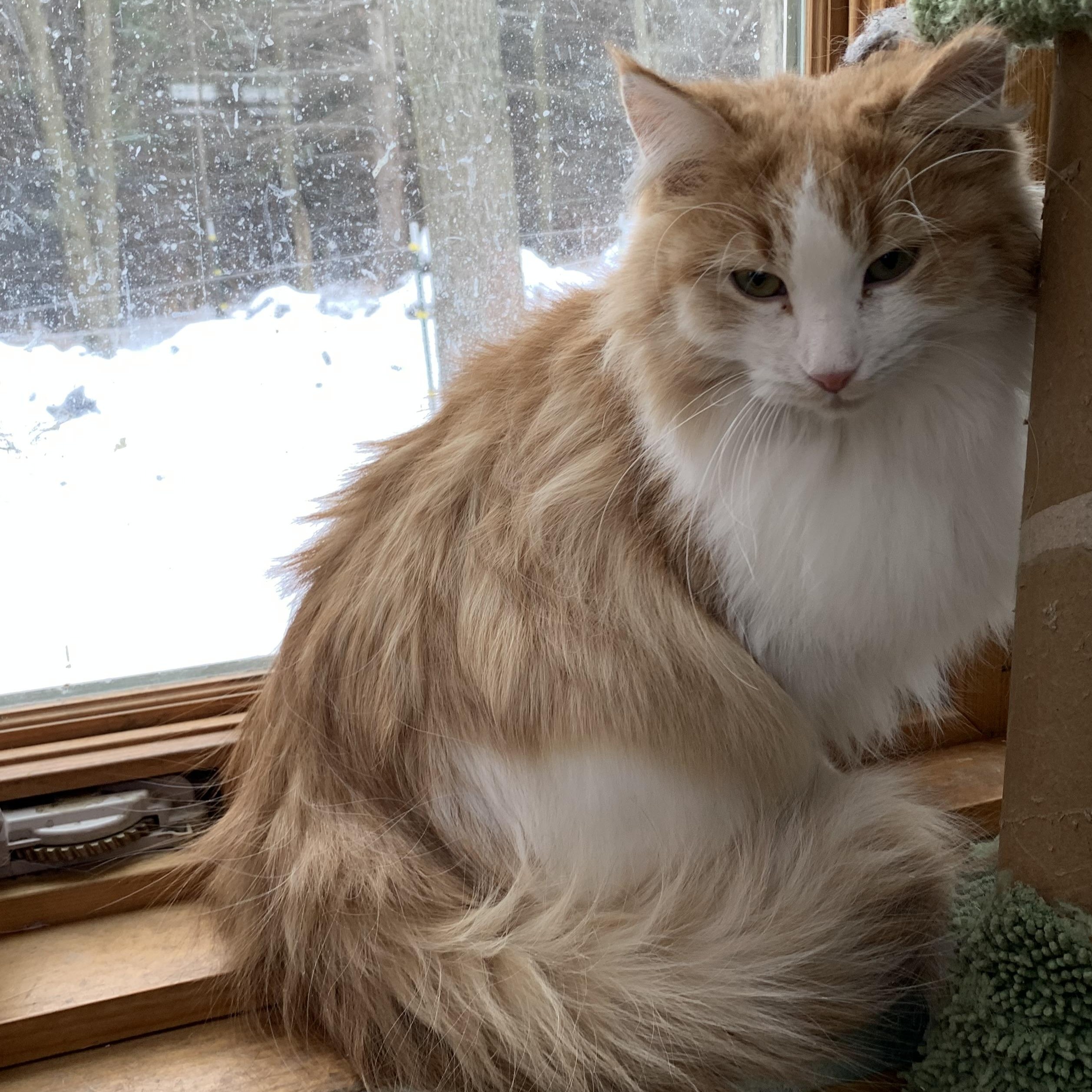 Fluffy, Adoptable, Adult Female Domestic Long Hair.