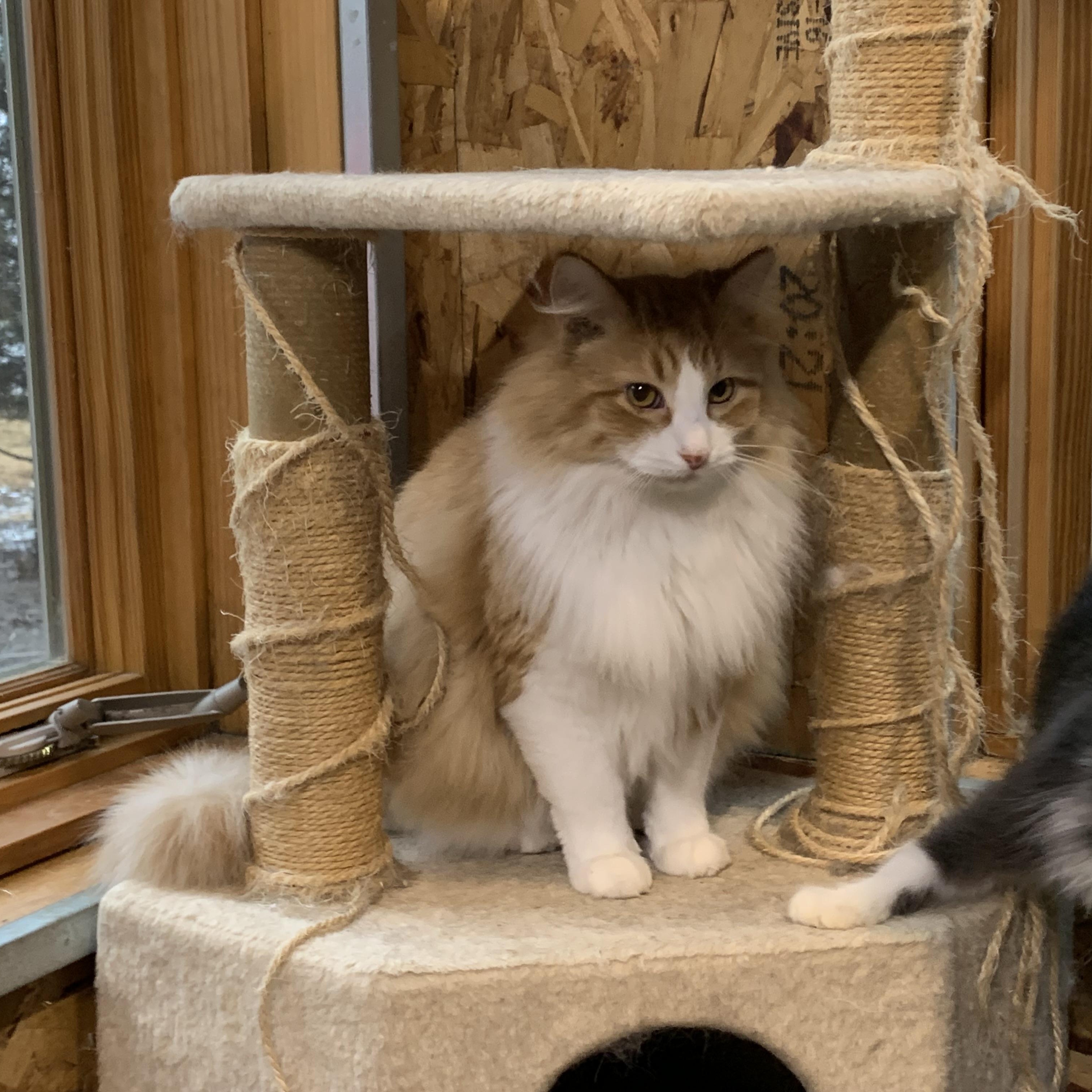 Enlarge Fluffy, a Adoptable Domestic Long Hair in Stockholm, WI image 5/5