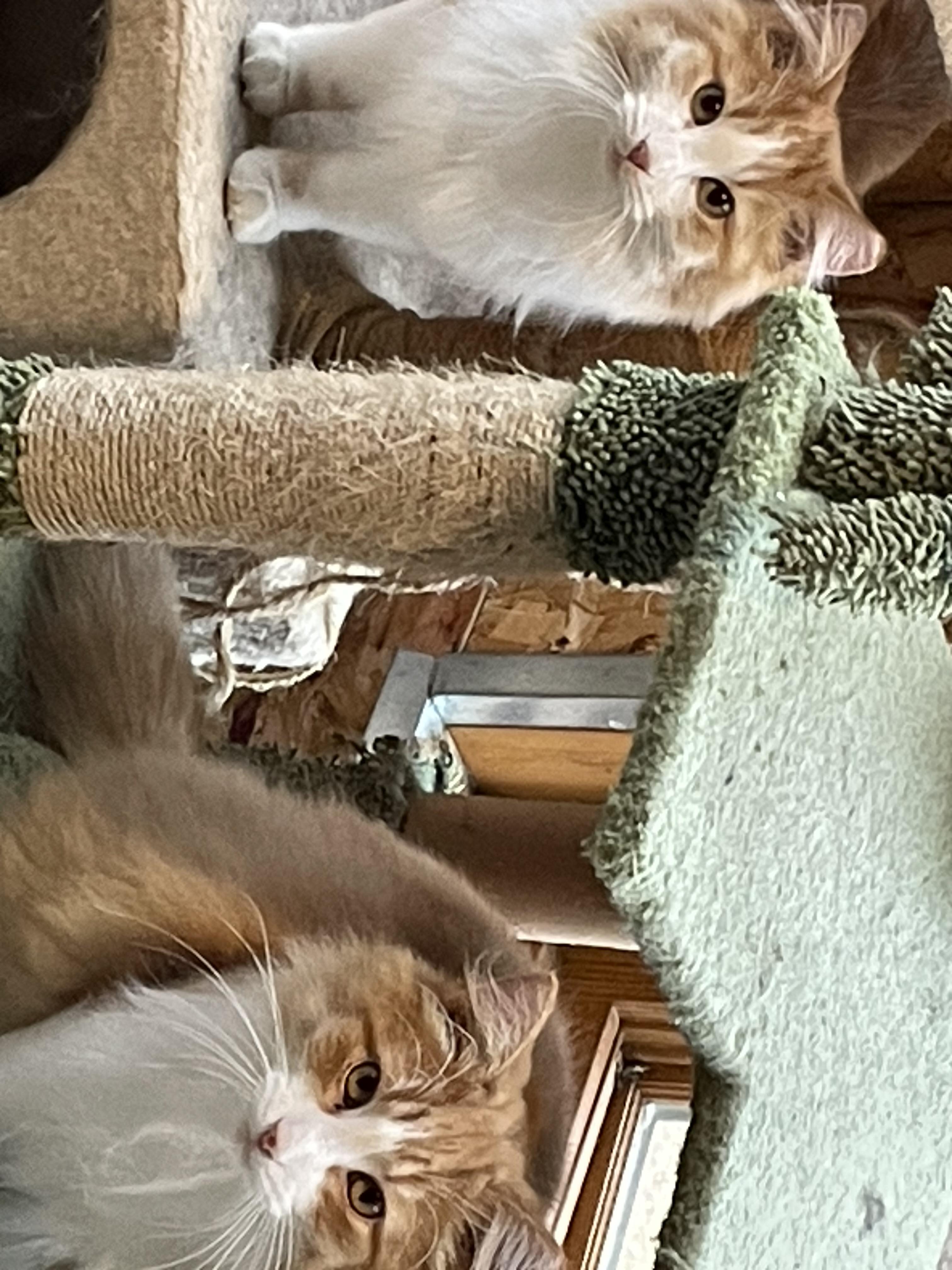 Enlarge Fluffy, a Adoptable Domestic Long Hair in Stockholm, WI image 2/5