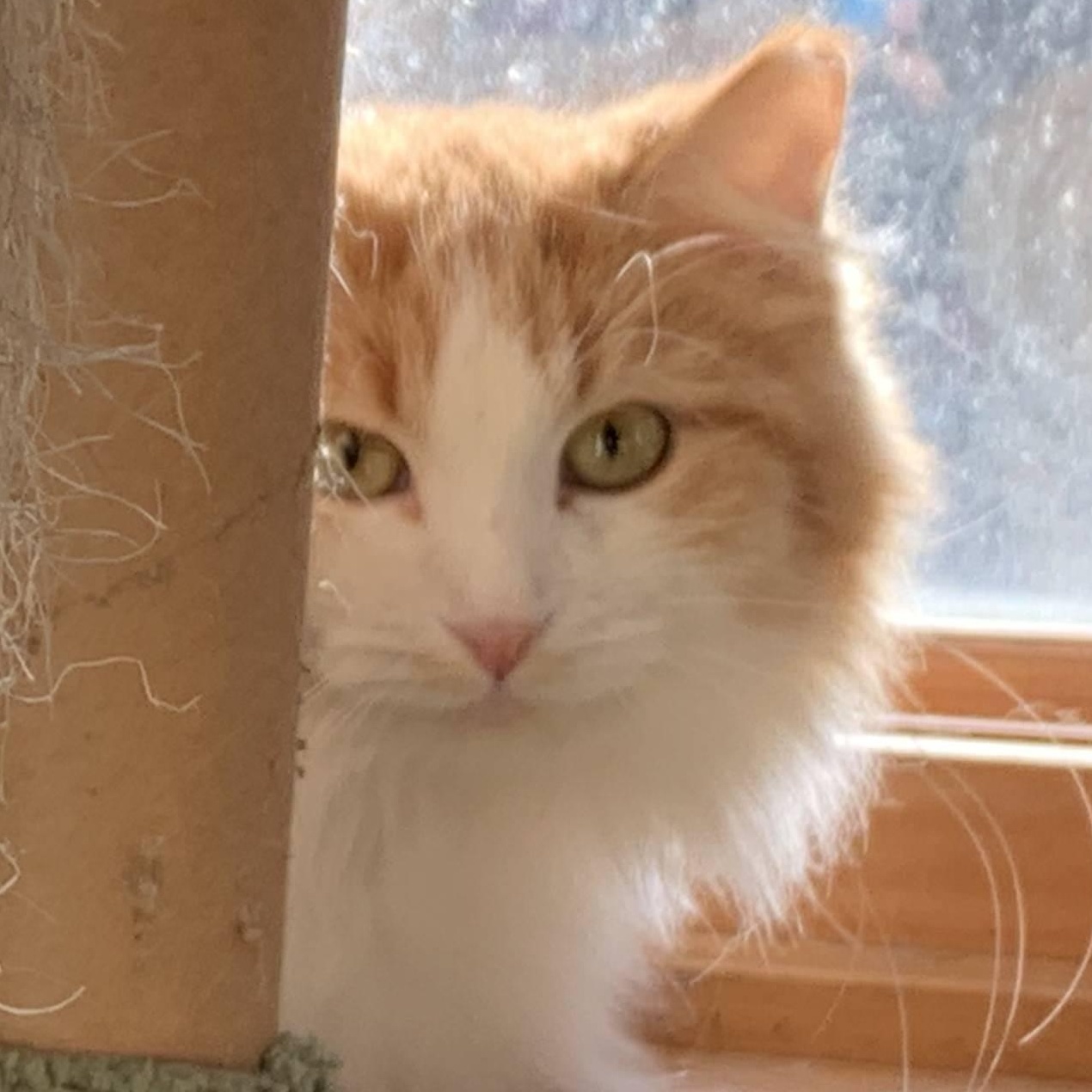 Enlarge Fluffy, a Adoptable Domestic Long Hair in Stockholm, WI image 2/3