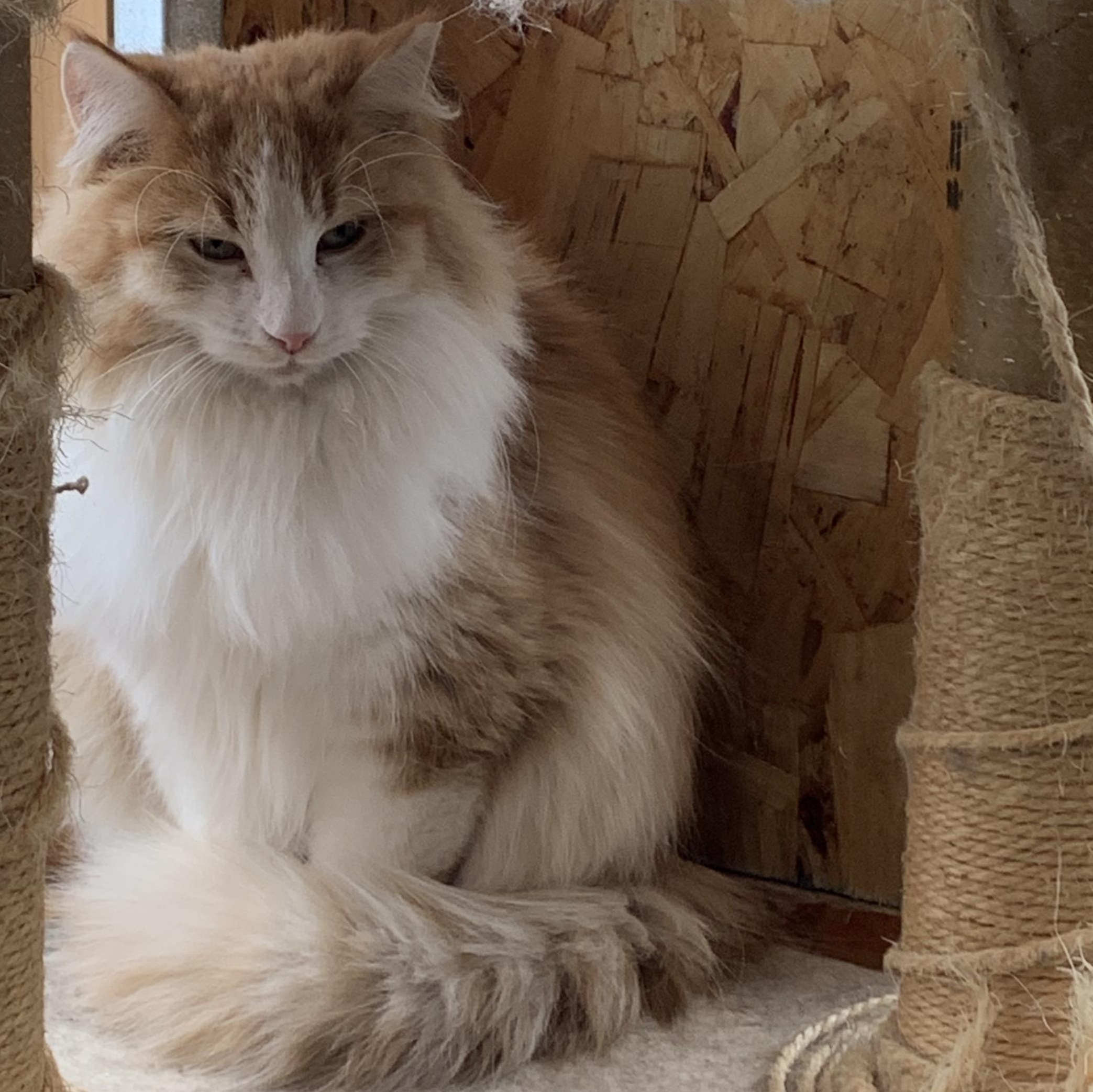 Enlarge Fluffy, a Adoptable Domestic Long Hair in Stockholm, WI image 3/3