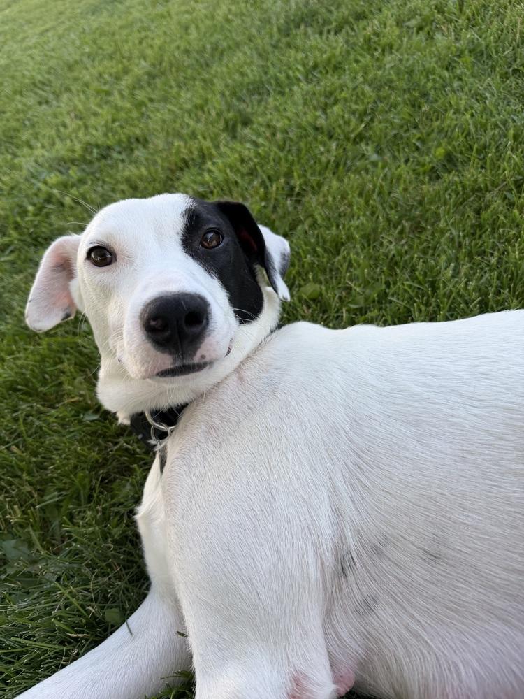 Annie, Adoptable, Adult Female Mixed Breed.