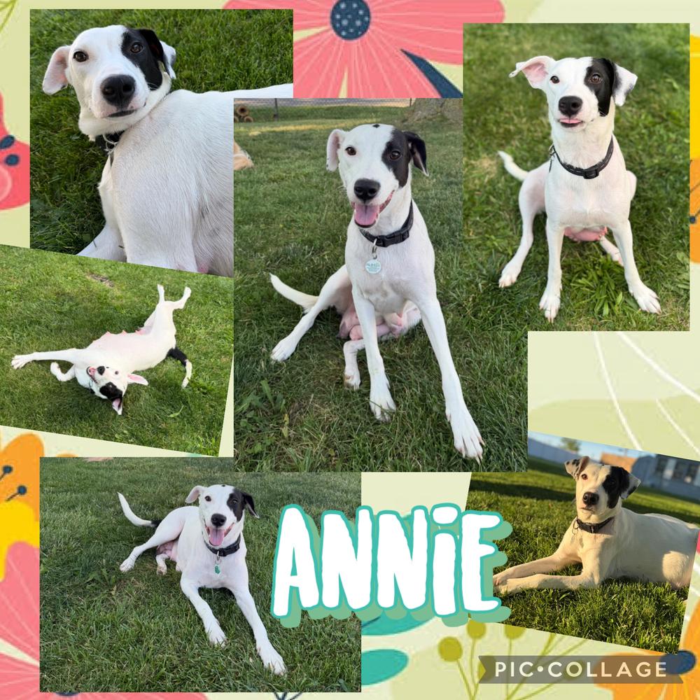 Enlarge Annie, a Adoptable mixed breed in Amherst, NY image 2/6