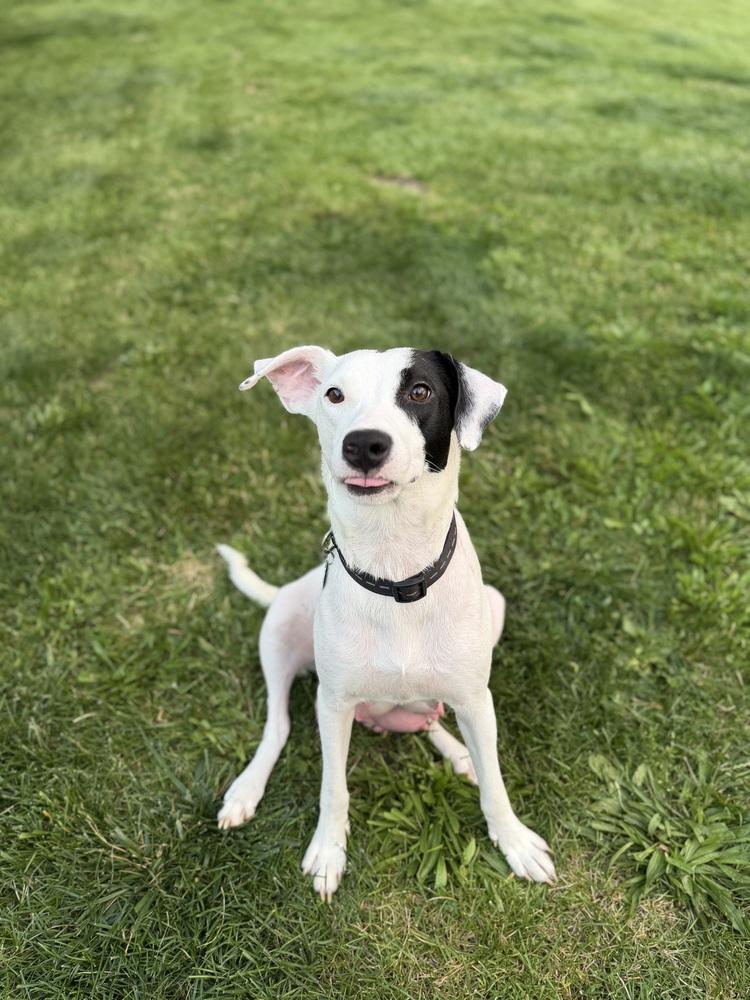 Enlarge Annie, a Adoptable mixed breed in Amherst, NY image 4/6