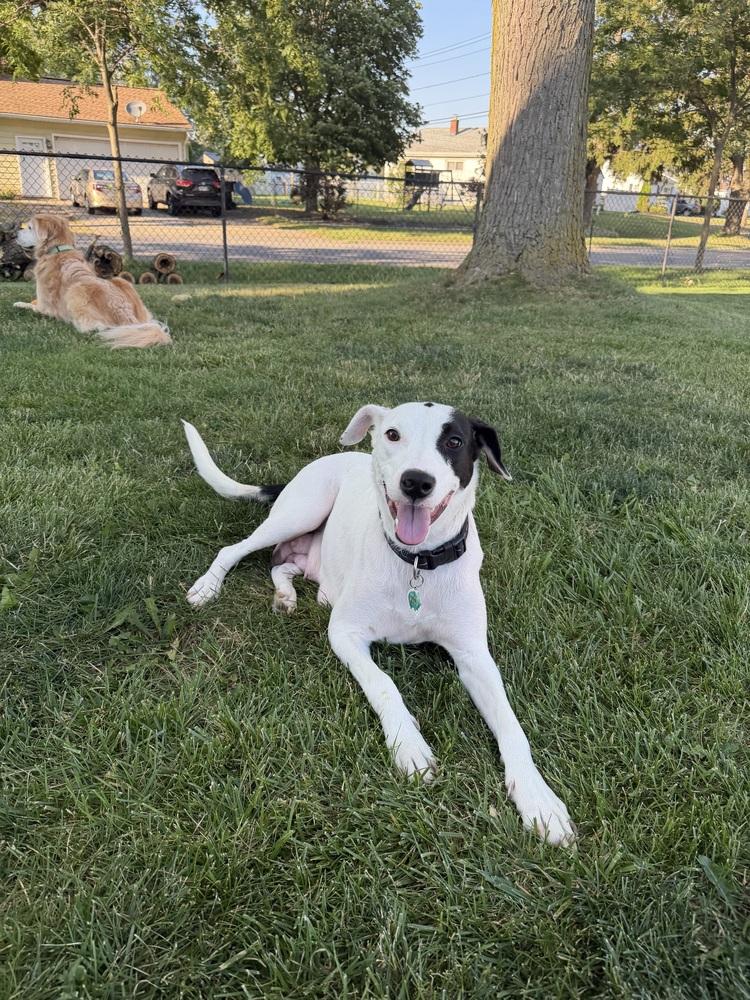 Enlarge Annie, a Adoptable mixed breed in Amherst, NY image 5/6
