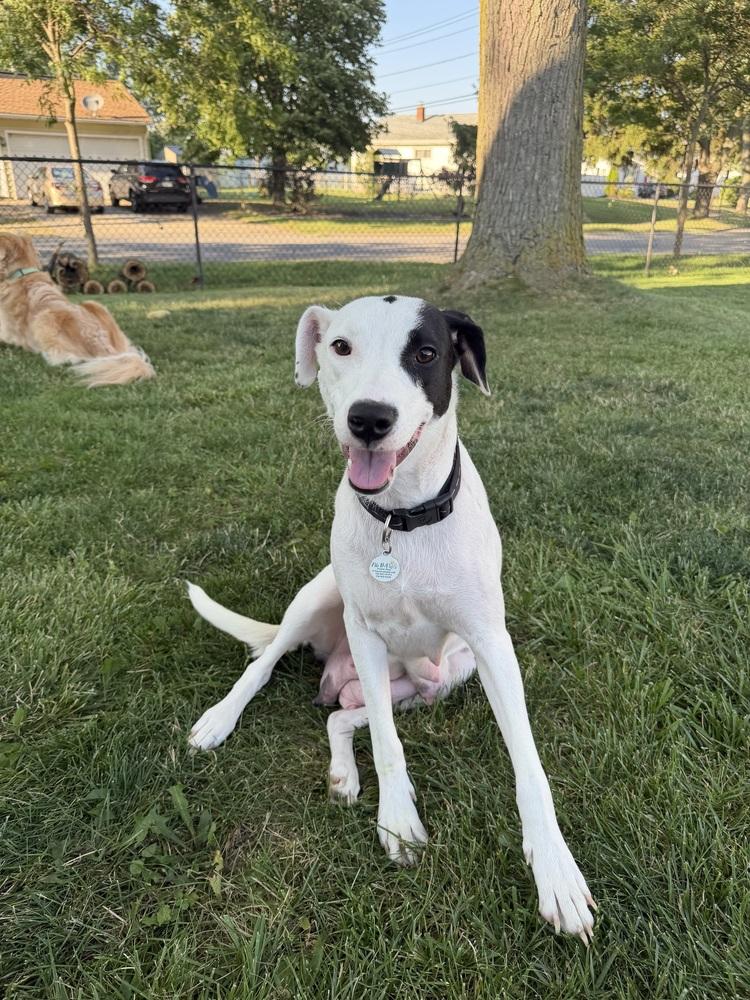 Enlarge Annie, a Adoptable mixed breed in Amherst, NY image 6/6