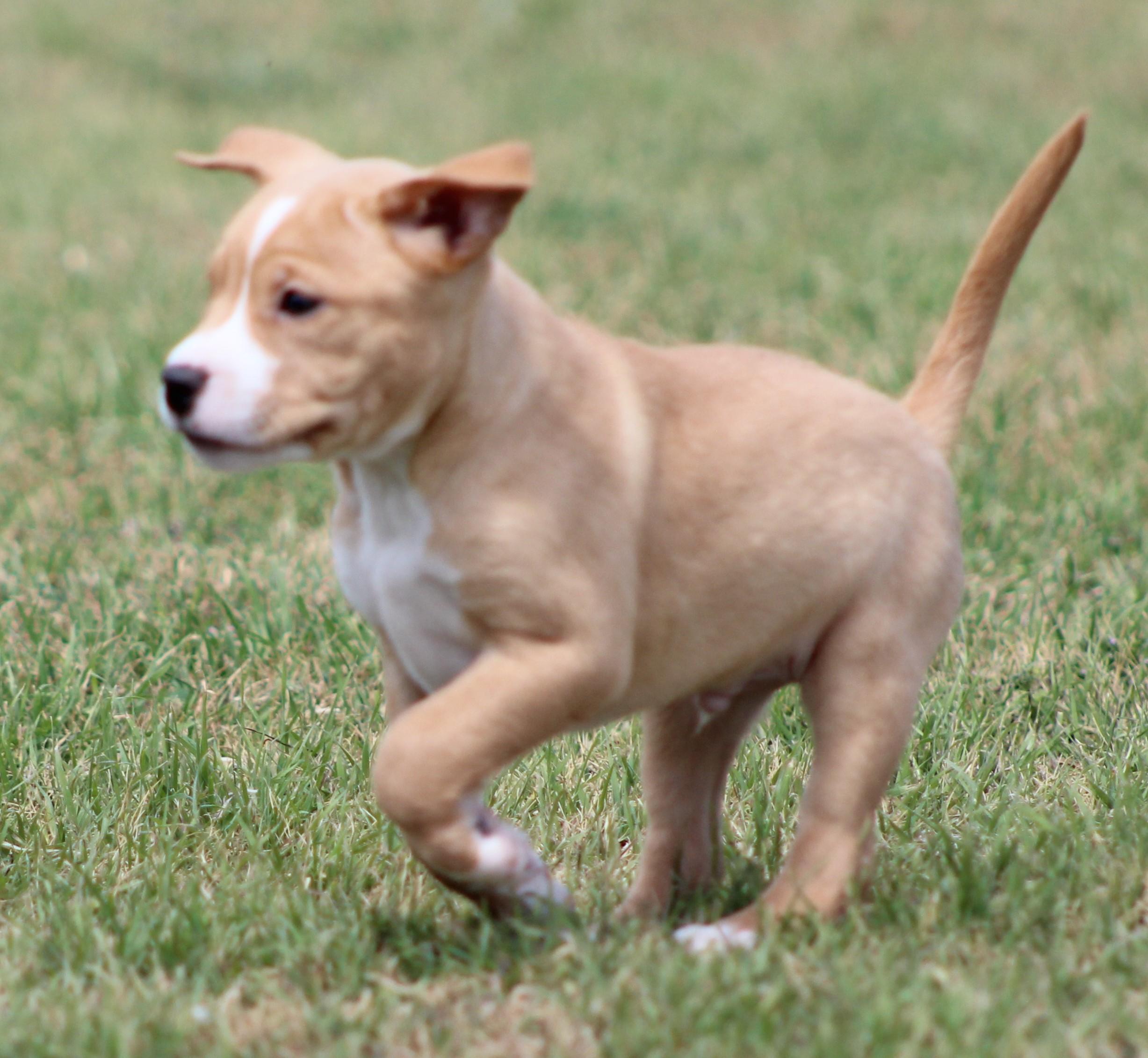 Enlarge Alvin, an adopted mixed breed in Temple, TX image 5/6