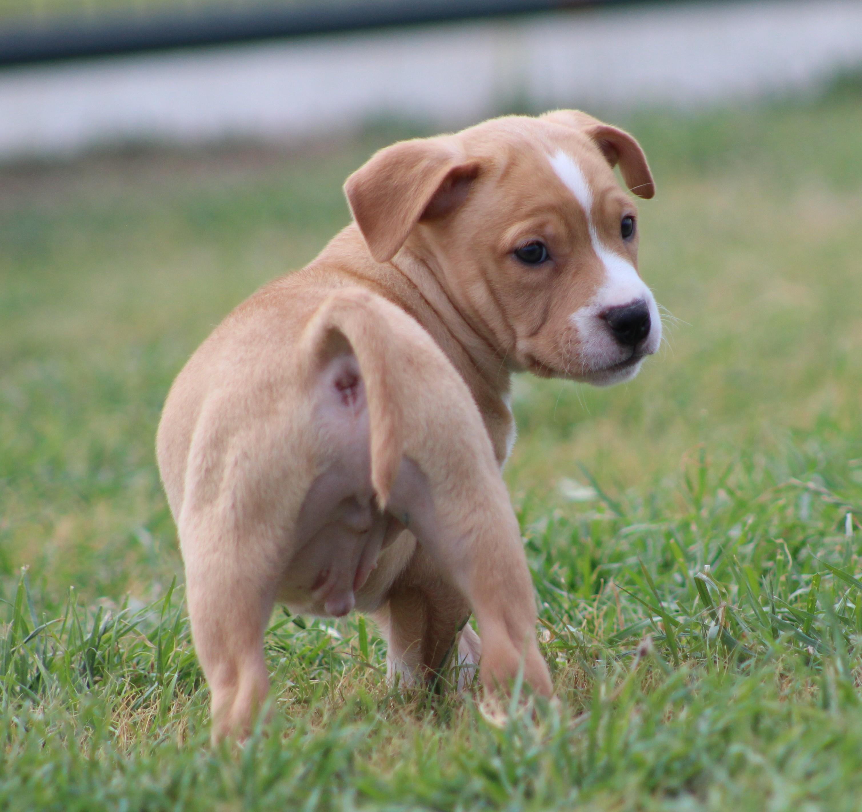Enlarge Alvin, an adopted mixed breed in Temple, TX image 6/6