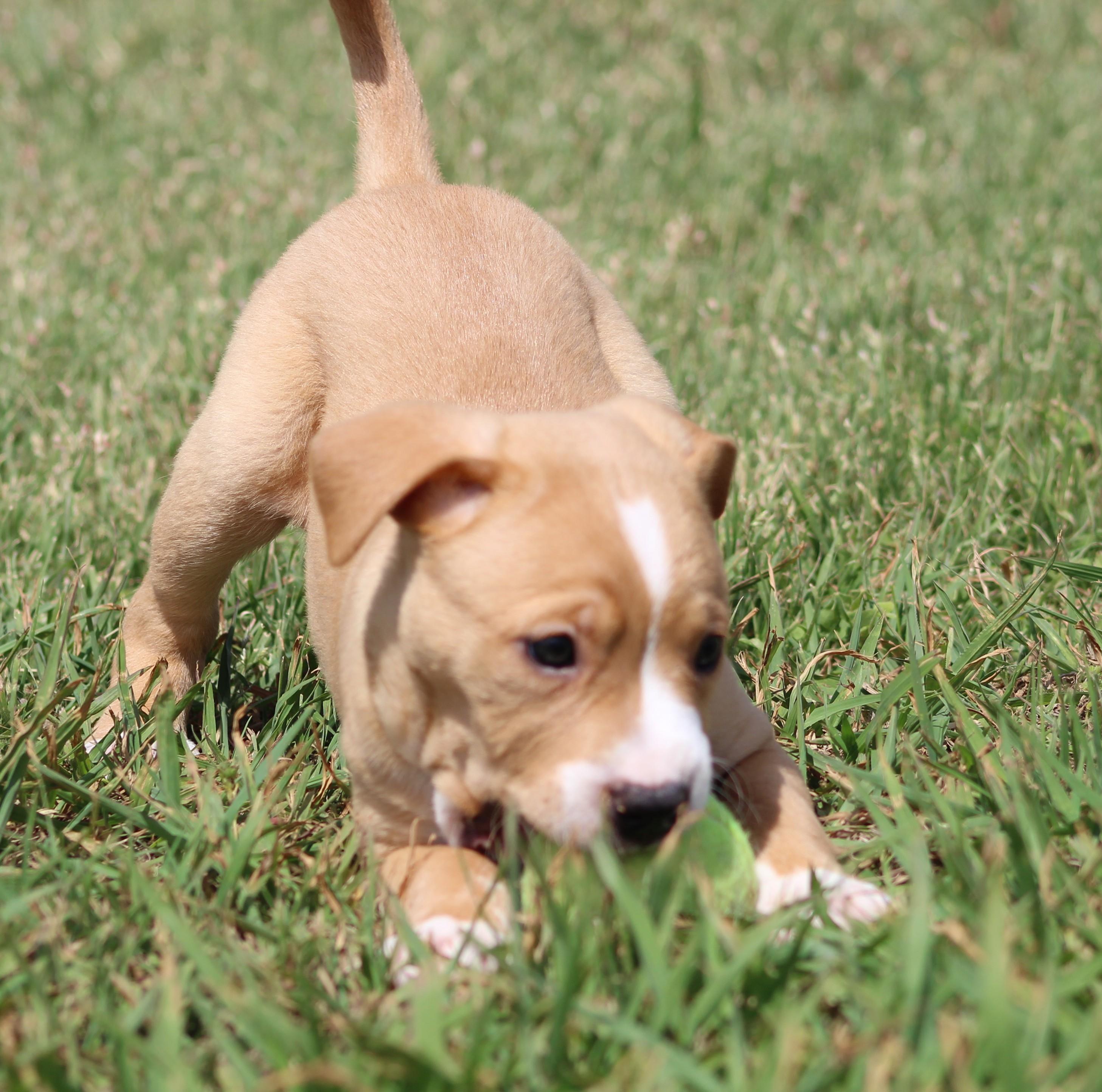 Enlarge Alvin, an adopted mixed breed in Temple, TX image 1/6