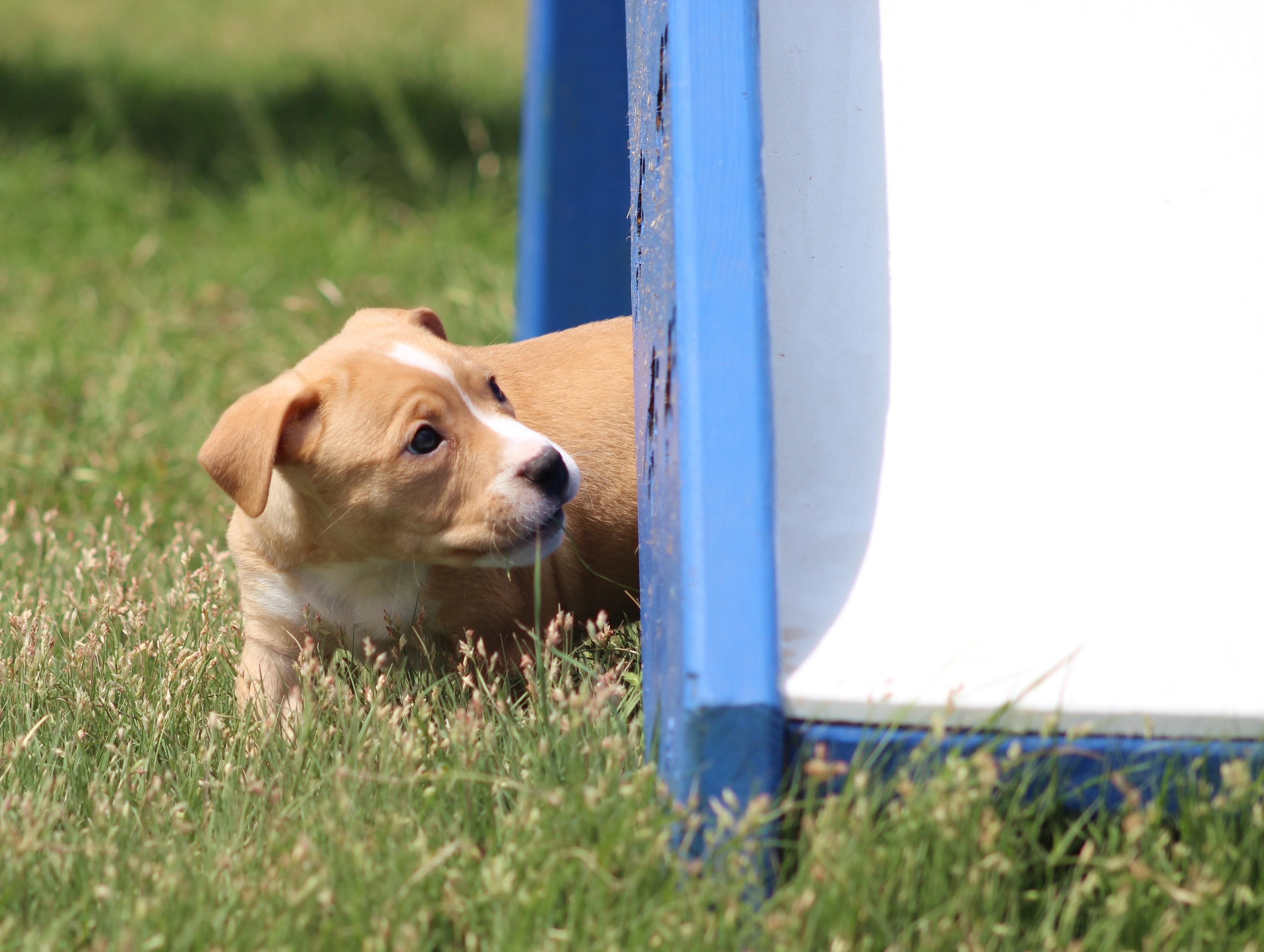 Enlarge Alvin, an adopted mixed breed in Temple, TX image 4/6