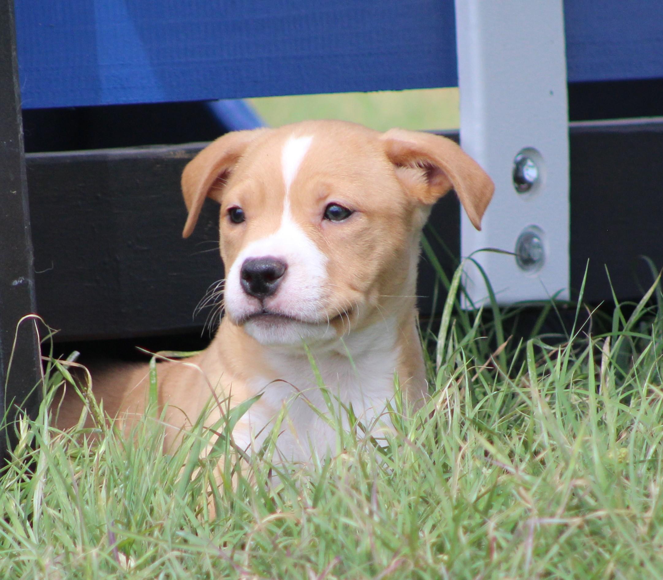 Enlarge Alvin, an adopted mixed breed in Temple, TX image 3/6