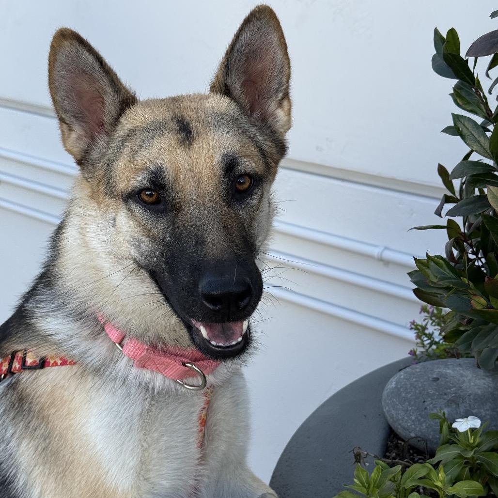 Sasha, a Adoptable mixed breed in San Diego, CA image 1/6