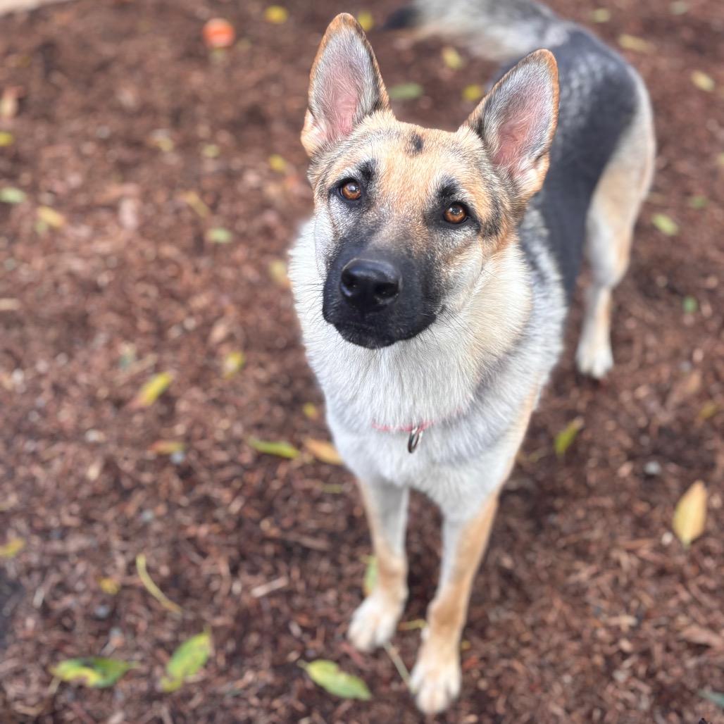 Sasha, a Adoptable mixed breed in San Diego, CA image 2/6