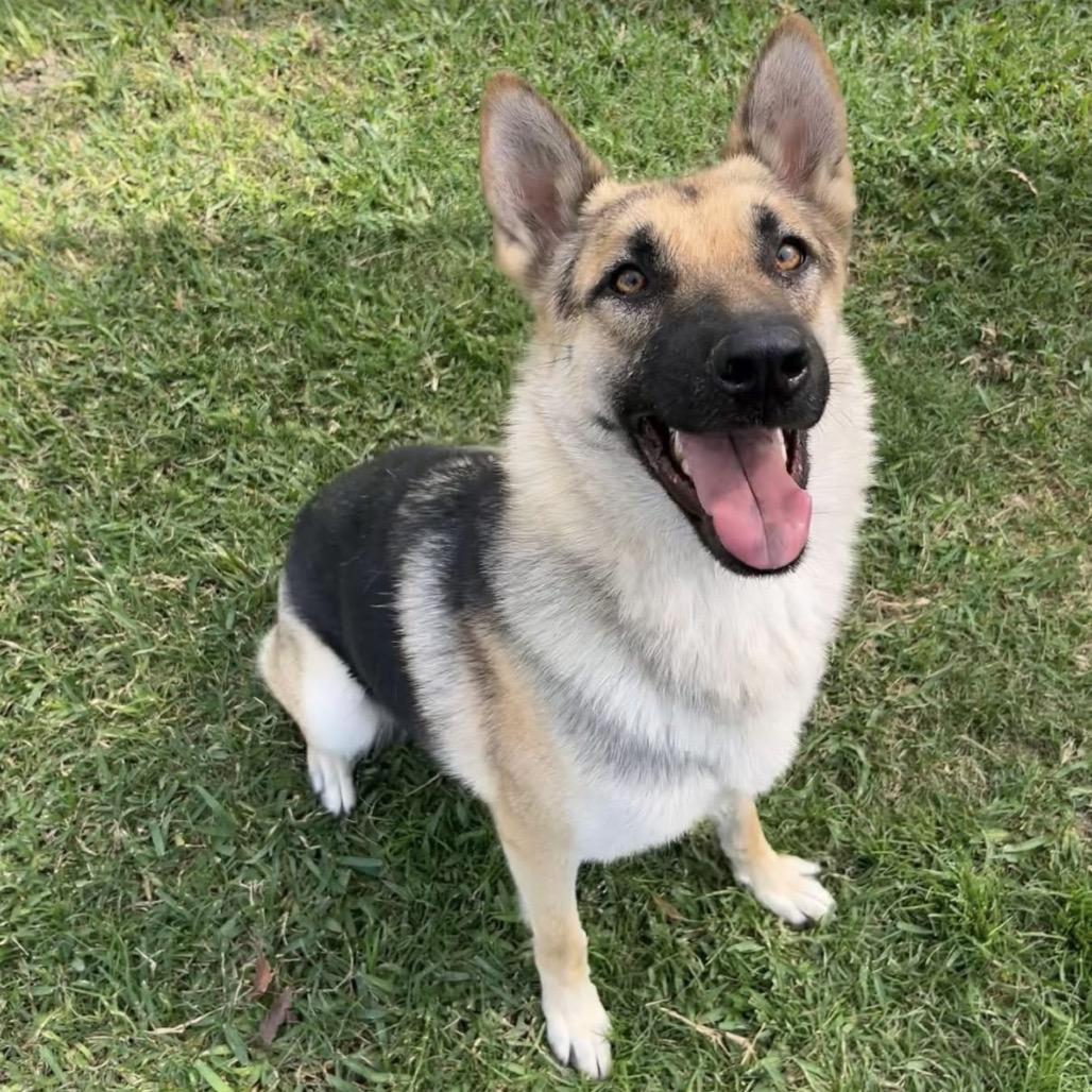 Sasha, a Adoptable mixed breed in San Diego, CA image 3/6