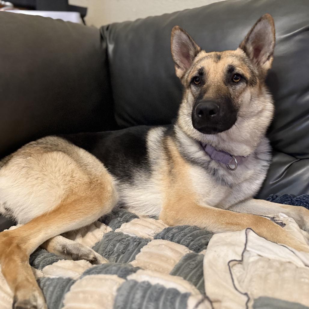 Sasha, a Adoptable mixed breed in San Diego, CA image 4/6