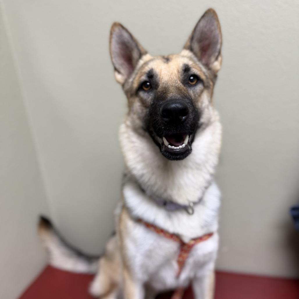 Sasha, a Adoptable mixed breed in San Diego, CA image 5/6