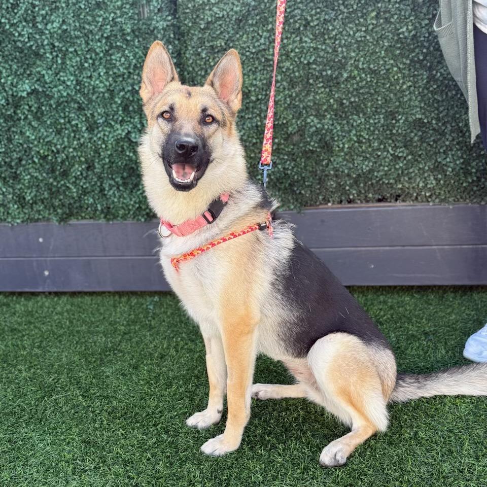 Sasha, a Adoptable mixed breed in San Diego, CA image 6/6