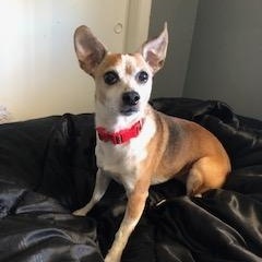 Lady, a ADOPTABLE mixed breed in Orlando, FL image 1/2