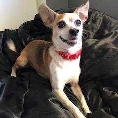 Lady, a ADOPTABLE mixed breed in Orlando, FL image 2/2