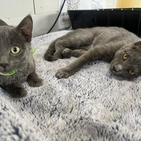 Enlarge Adelaide, a Adoptable Domestic Short Hair in Chaska, MN image 1/6