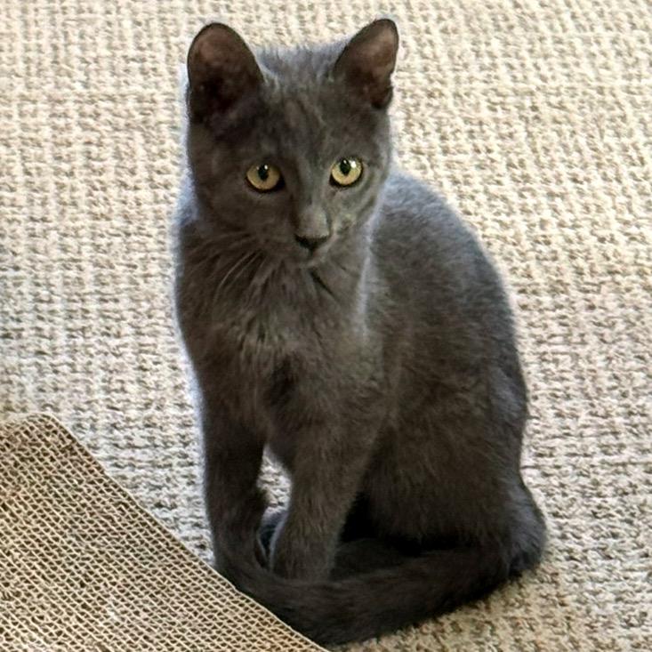 Enlarge Adelaide, a Adoptable Domestic Short Hair in Chaska, MN image 2/6
