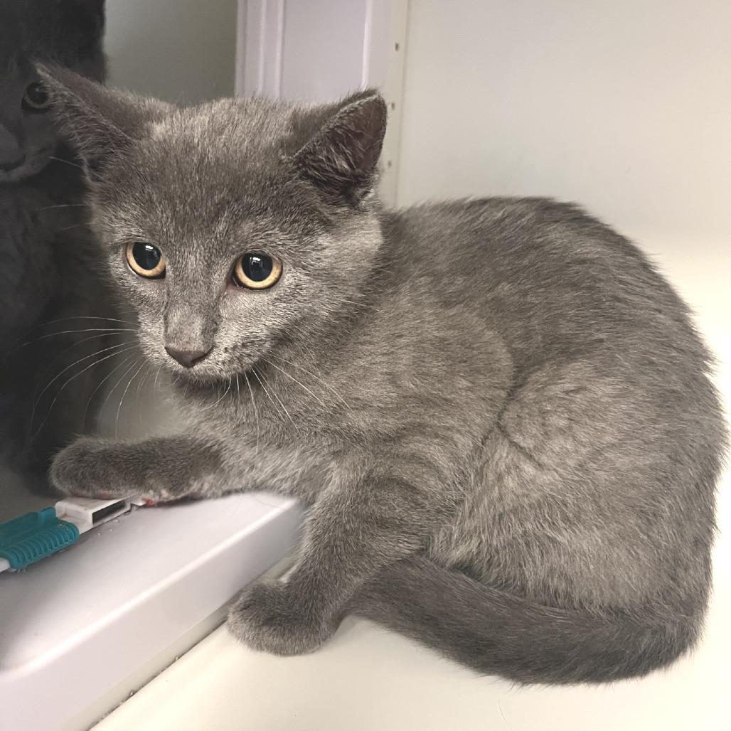 Enlarge Adelaide, a Adoptable Domestic Short Hair in Chaska, MN image 4/6