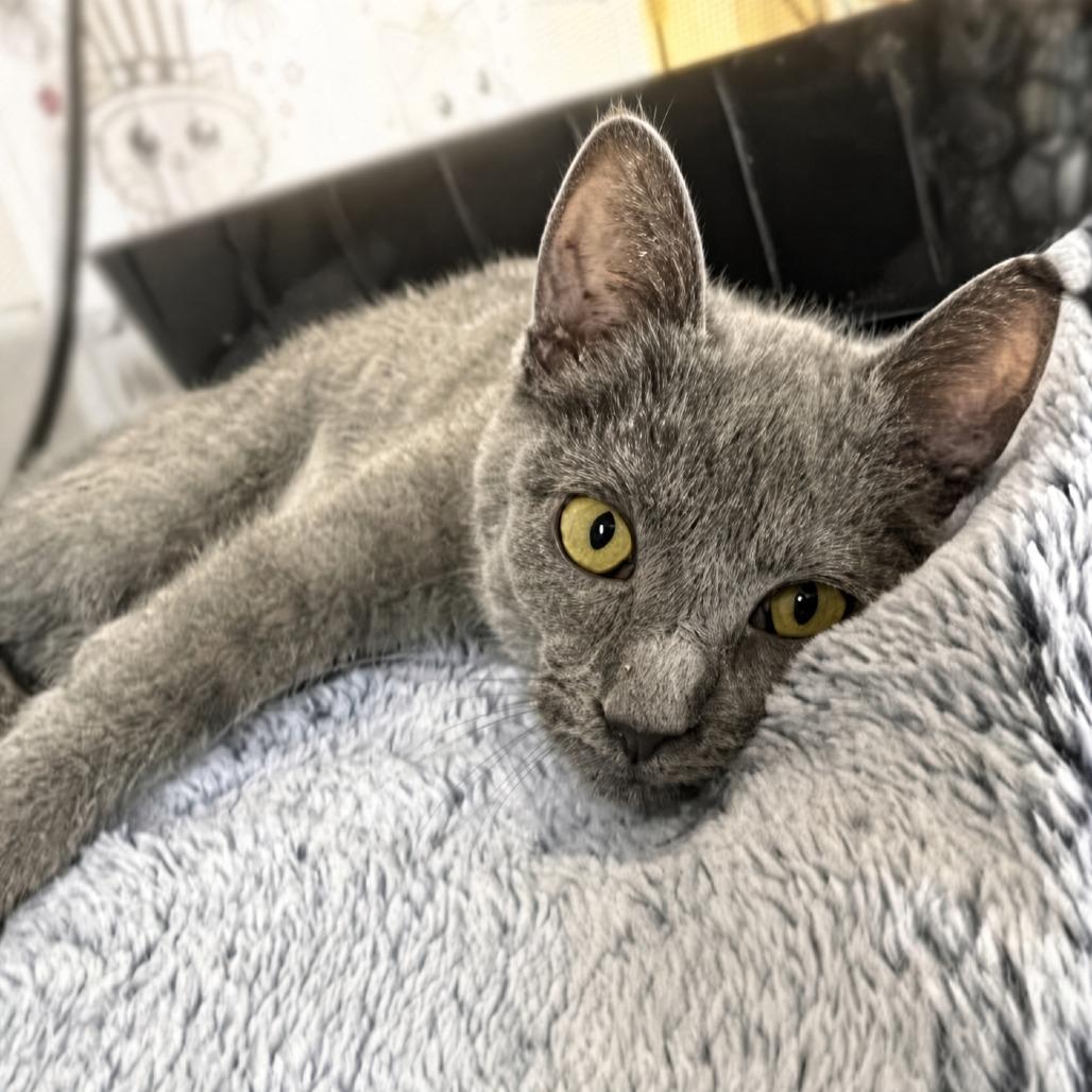 Enlarge Adelaide, a Adoptable Domestic Short Hair in Chaska, MN image 5/6