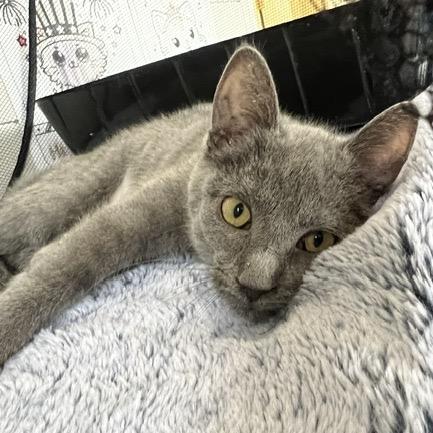 Enlarge Adelaide, a Adoptable Domestic Short Hair in Chaska, MN image 6/6
