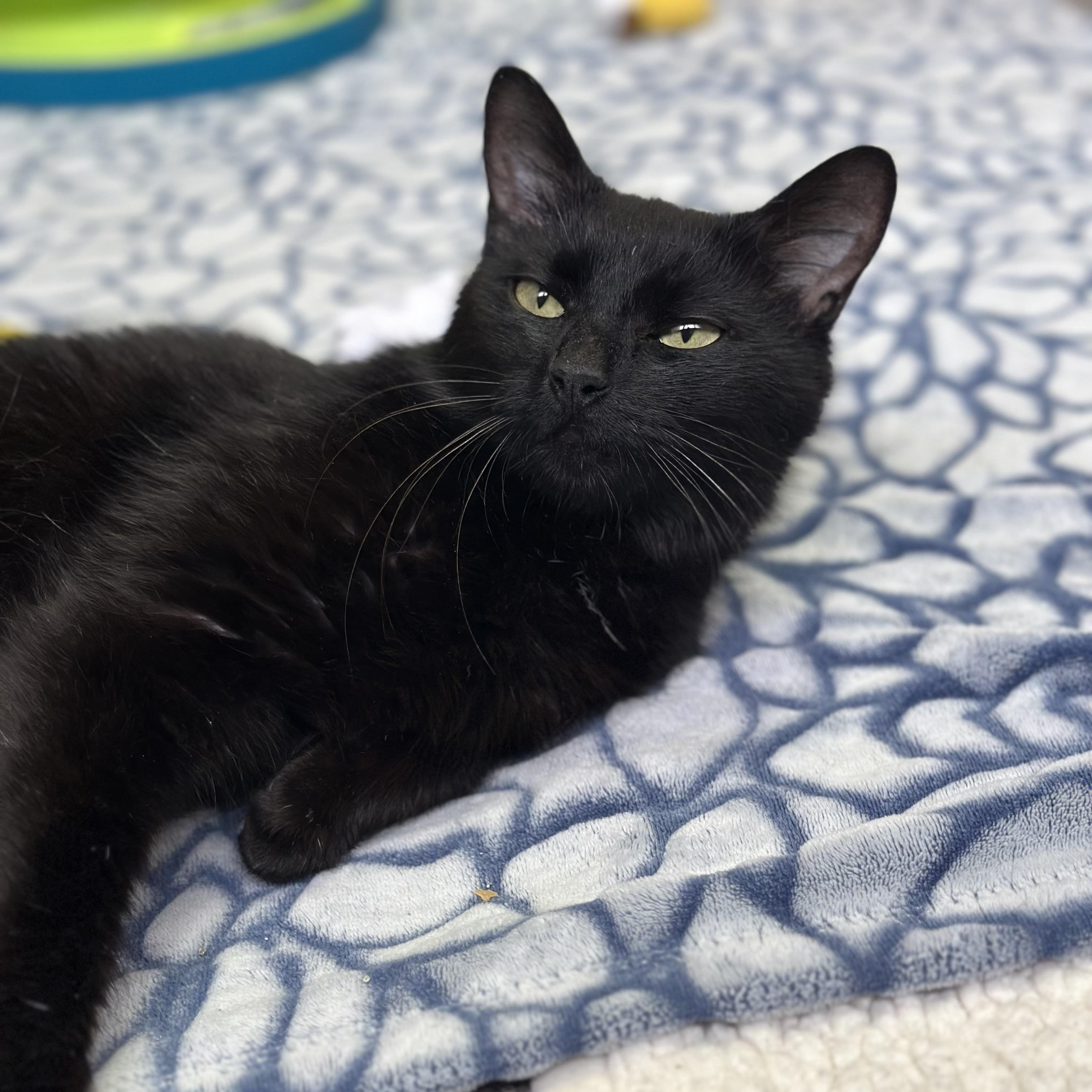 Ophelia, Young Female Domestic Short Hair