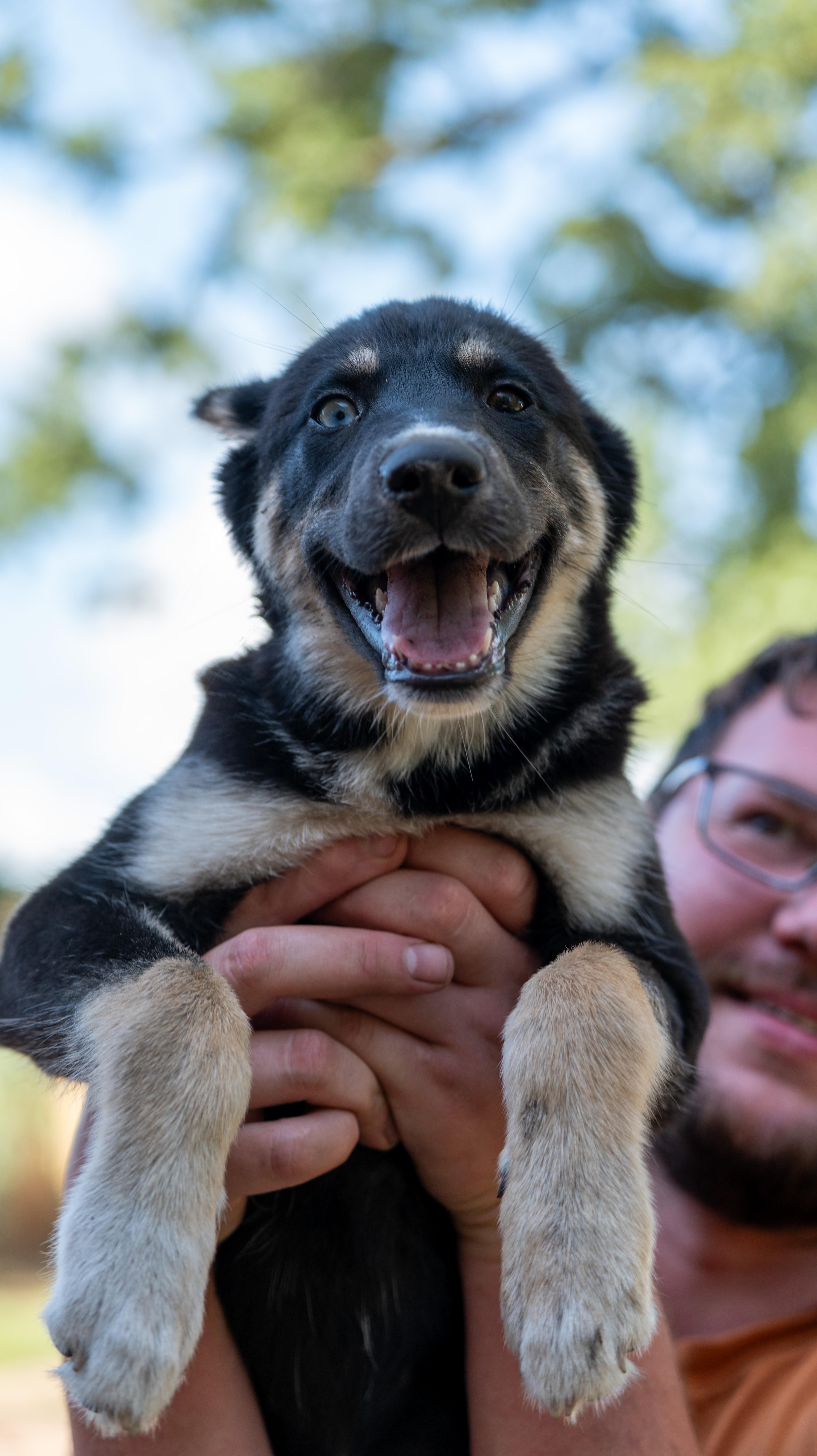Enlarge Dory, an adopted mixed breed in Clive, IA image 5/6