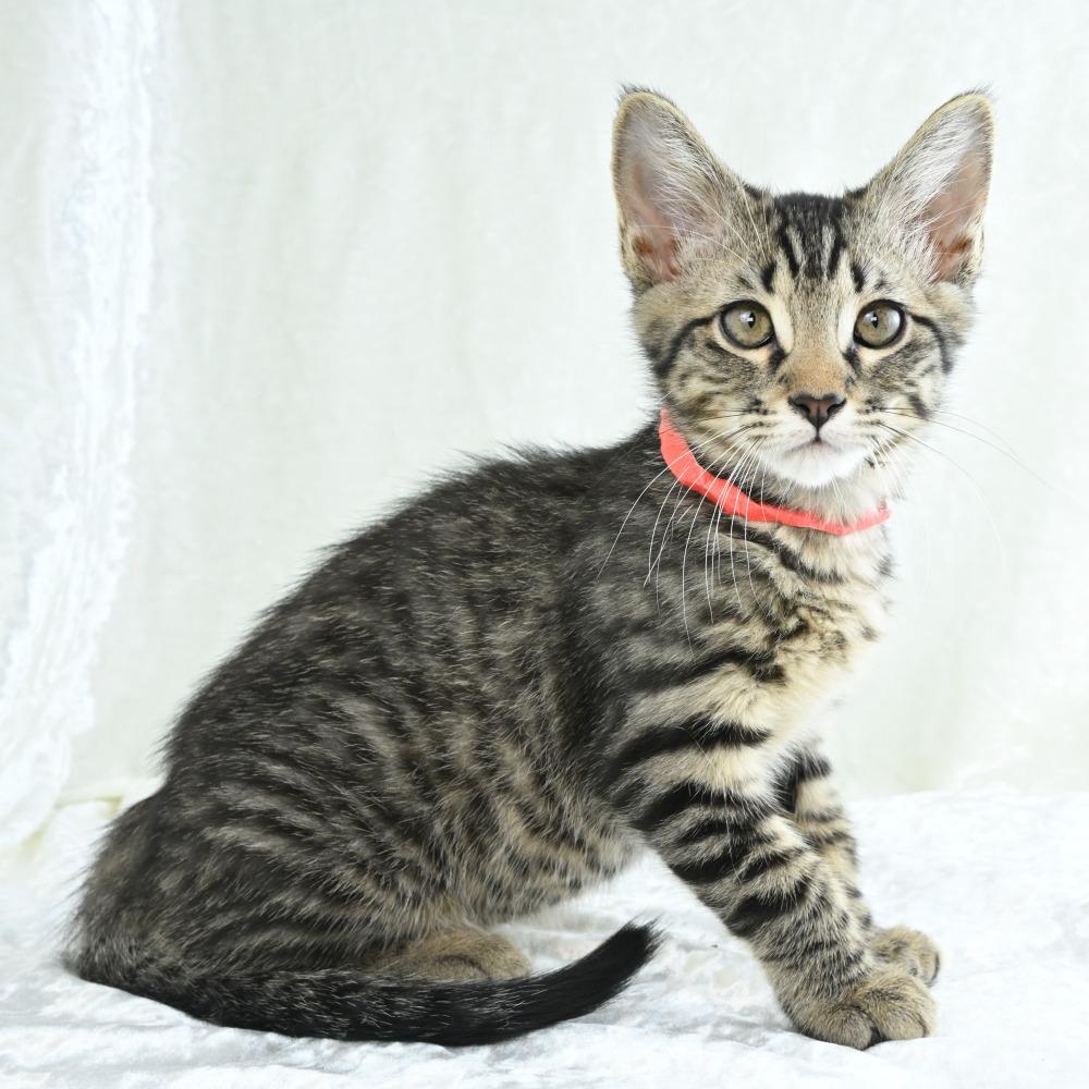 Kiwi, Adoptable, Kitten Male Domestic Short Hair.