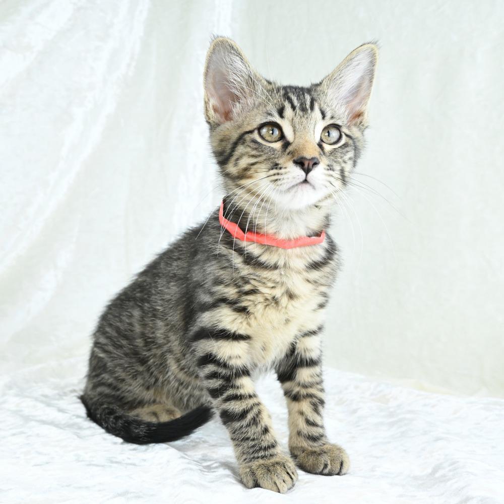 Kiwi, a Adoptable Domestic Short Hair in Mobile, AL image 2/6