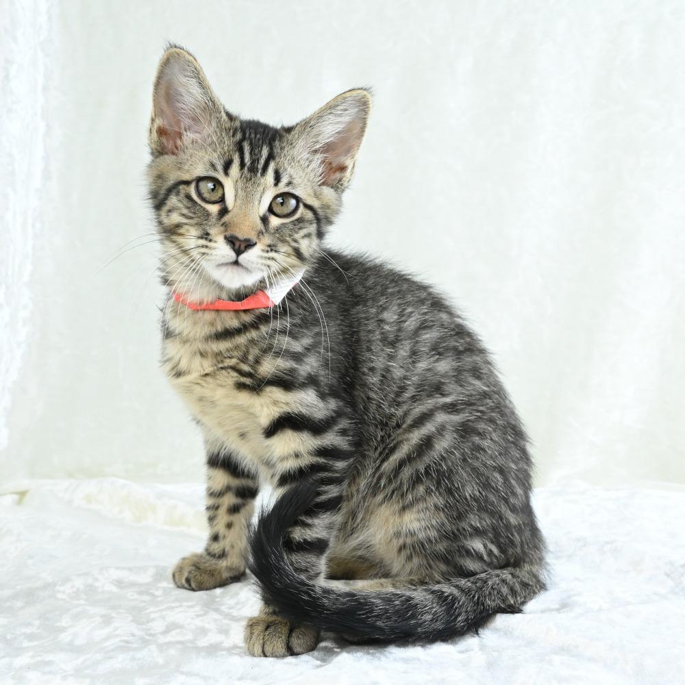 Kiwi, a Adoptable Domestic Short Hair in Mobile, AL image 3/6
