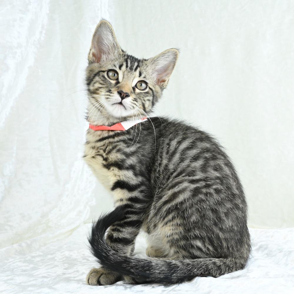 Kiwi, a Adoptable Domestic Short Hair in Mobile, AL image 4/6
