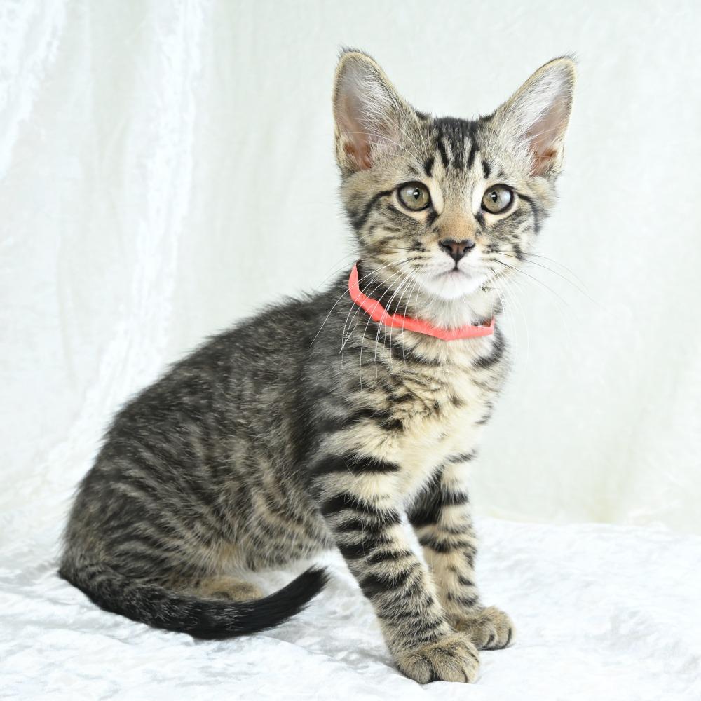 Kiwi, a Adoptable Domestic Short Hair in Mobile, AL image 5/6