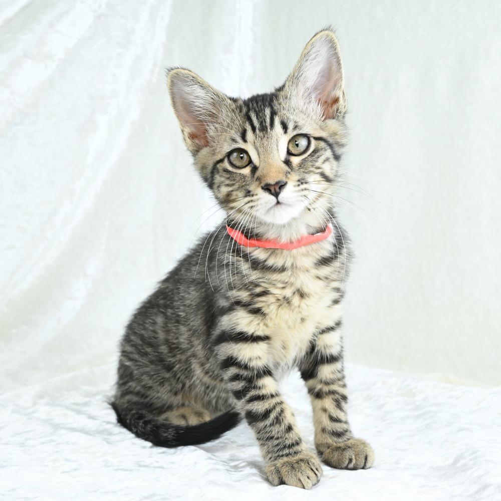 Kiwi, a Adoptable Domestic Short Hair in Mobile, AL image 6/6