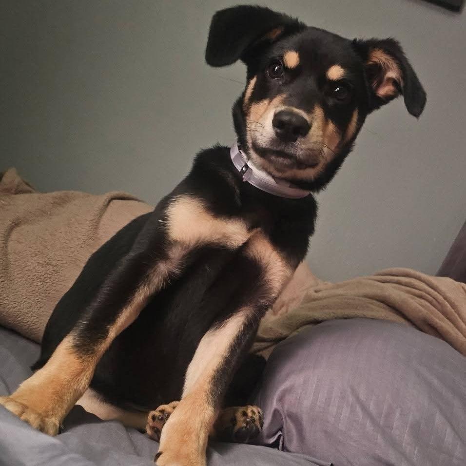 Rooster, Adoptable, Puppy Male Rottweiler & Mixed Breed.