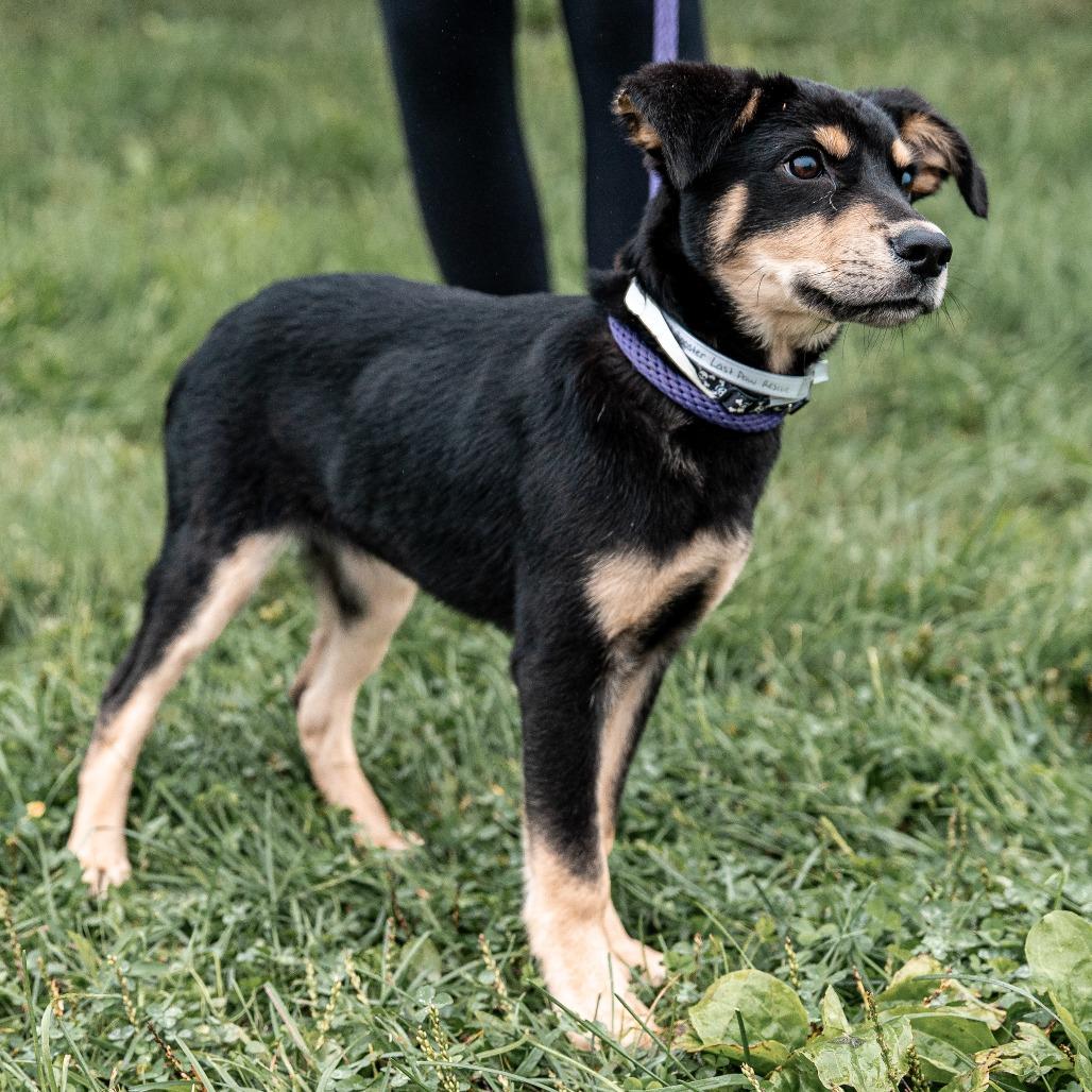 Enlarge Rooster, a Adoptable mixed breed in Tomah, WI image 3/6