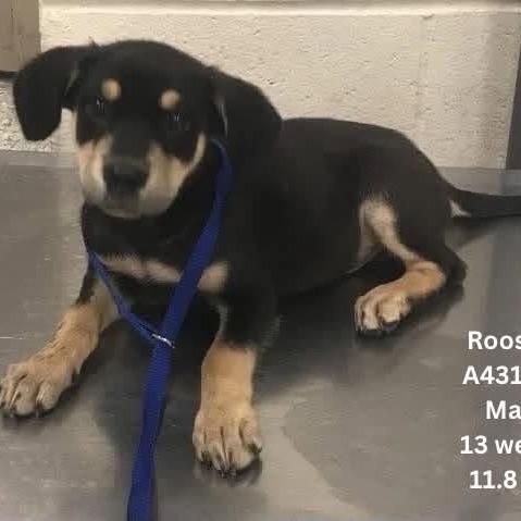 Enlarge Rooster, a Adoptable mixed breed in Tomah, WI image 4/6