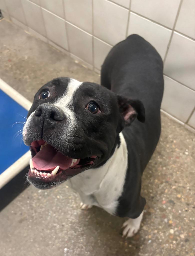 Hallie, Adoptable, Young Female Pit Bull Terrier.