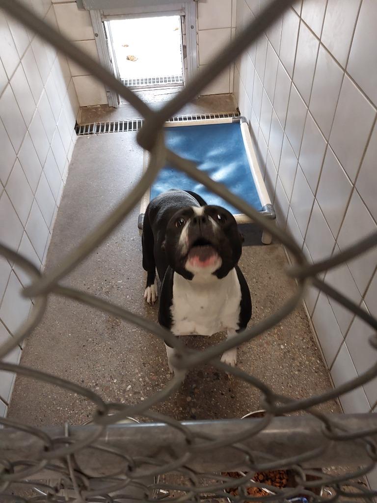 Enlarge Hallie, a Adoptable Pit Bull Terrier in Rock Springs, WY image 2/2