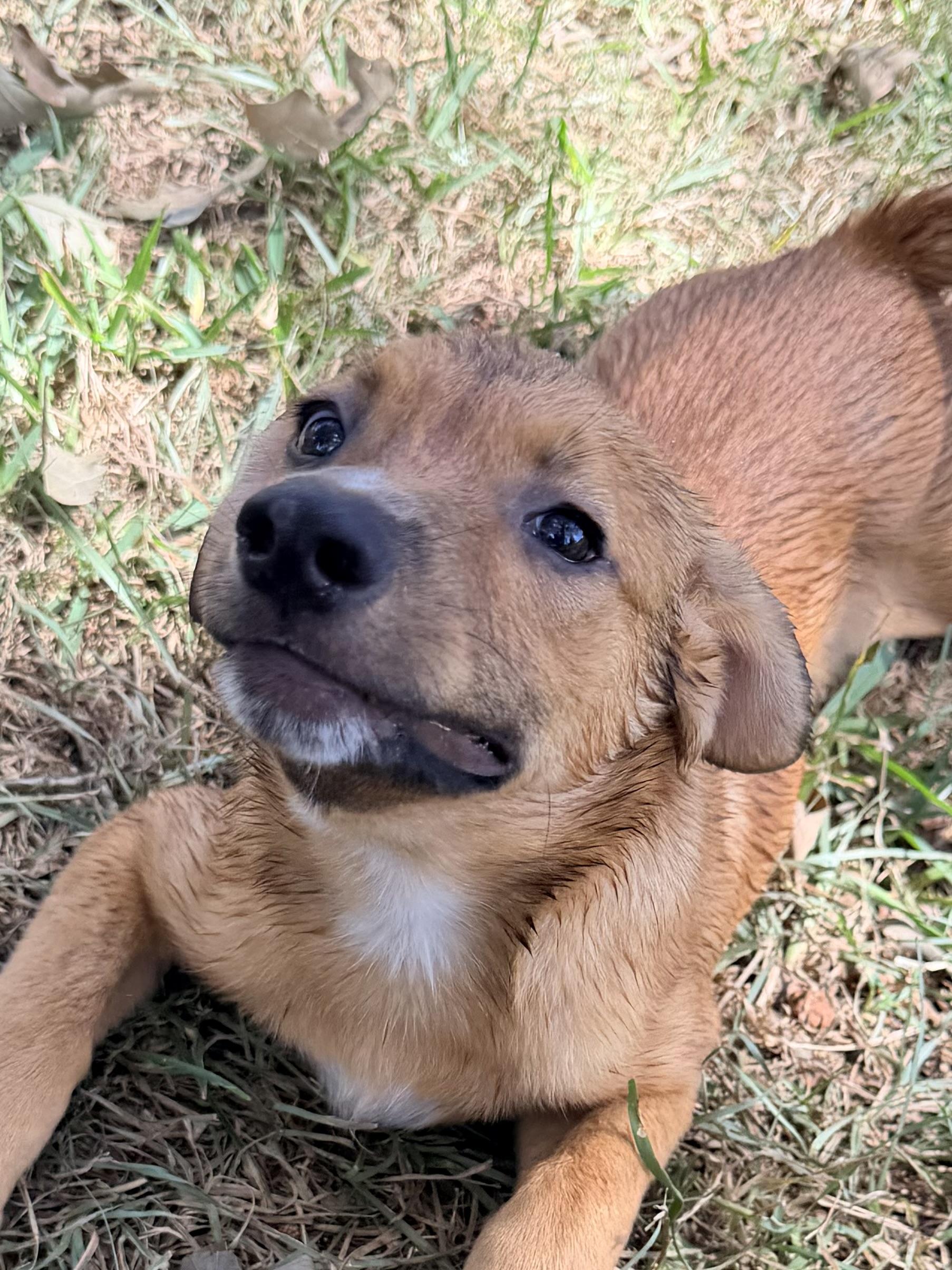 Scooter, a ADOPTABLE mixed breed in Baker, LA image 4/4