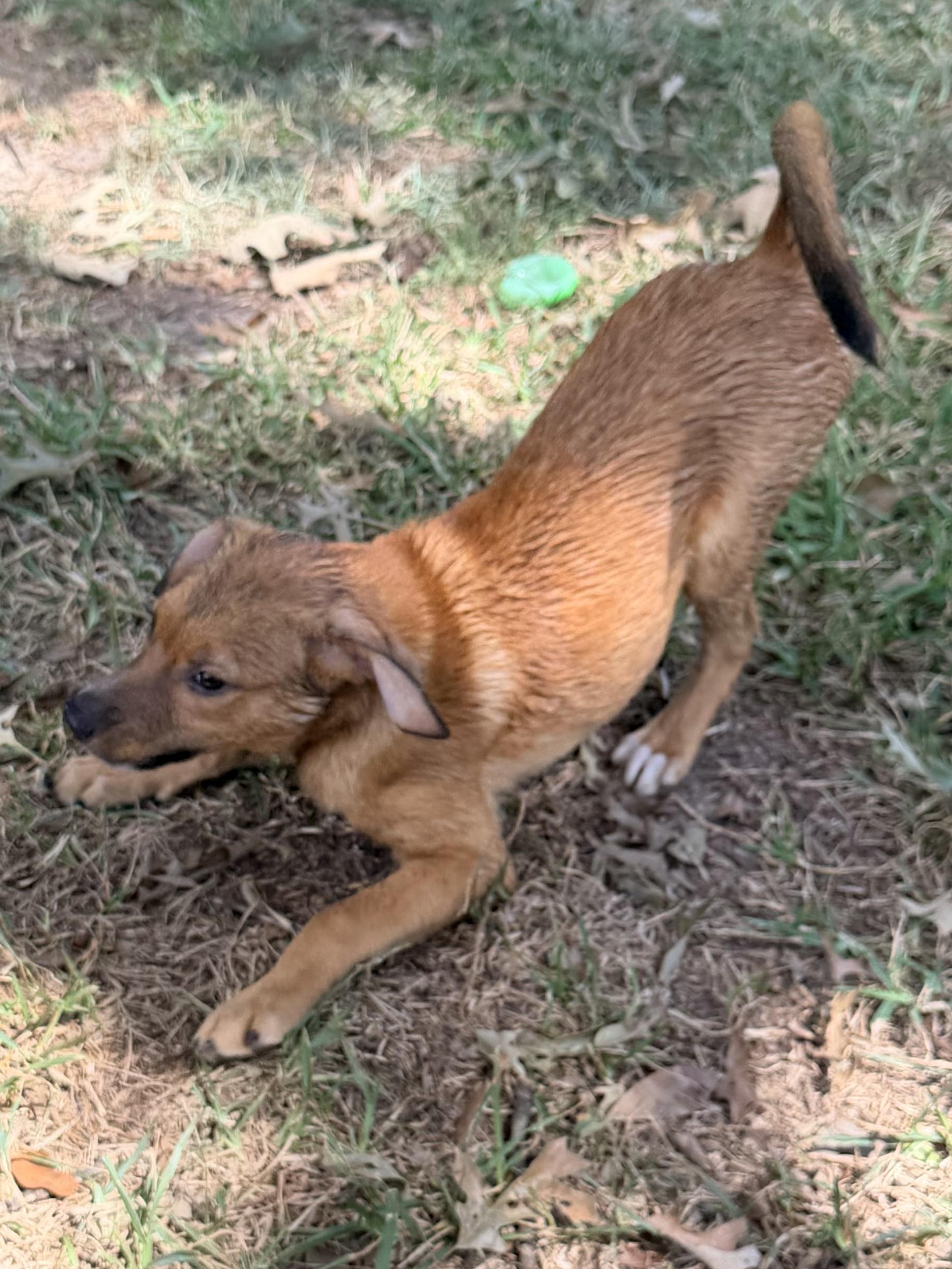 Scooter, ADOPTABLE, Young Male Hound & Shepherd.