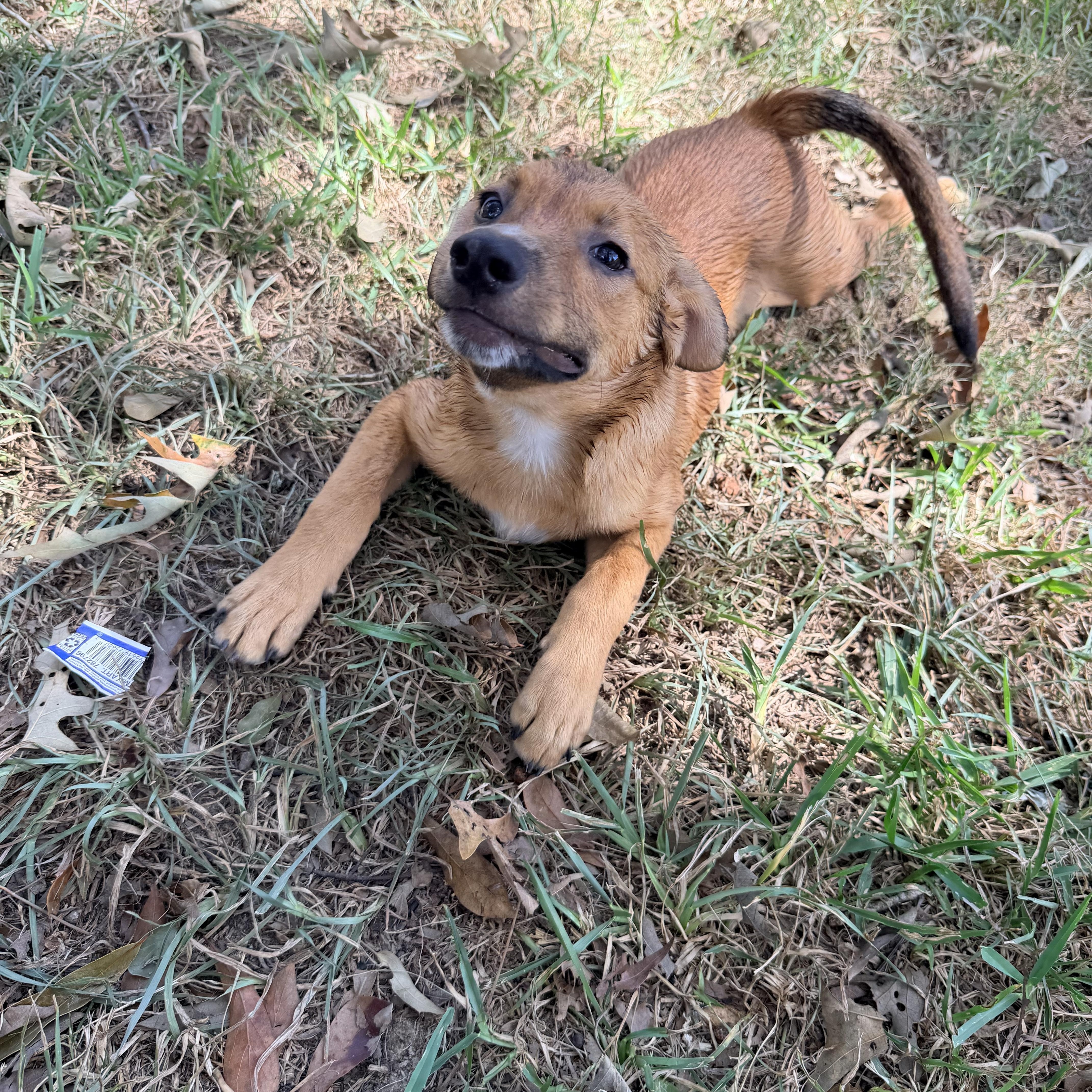 Scooter, a ADOPTABLE mixed breed in Baker, LA image 3/4