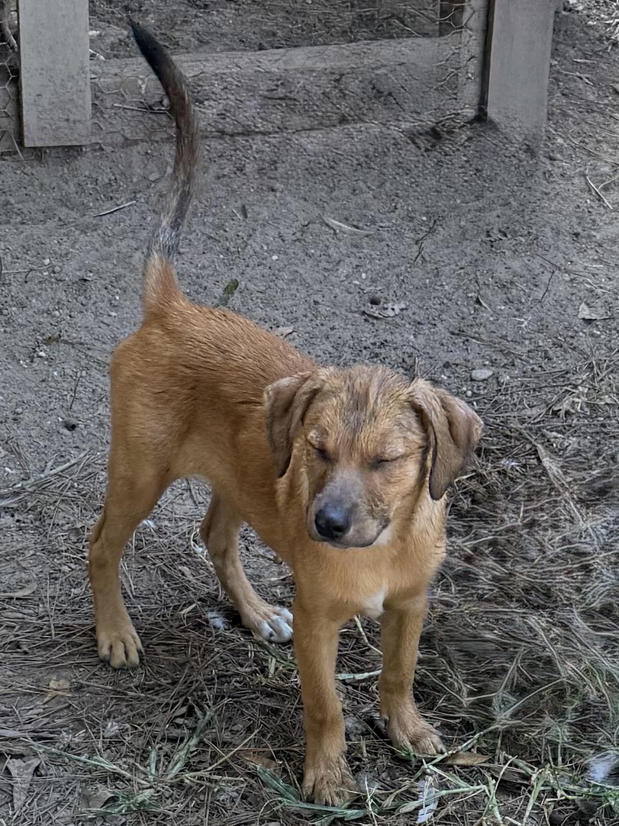 Scooter, a ADOPTABLE mixed breed in Baker, LA image 2/4