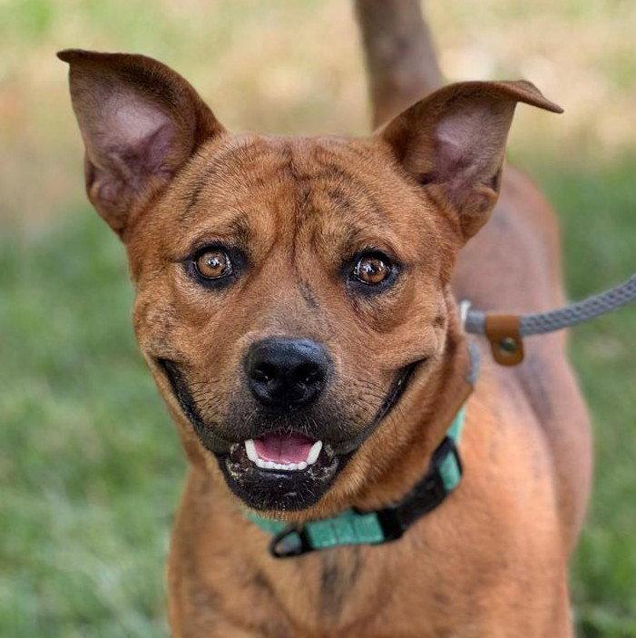 Enlarge RESPECT, a Adoptable Pit Bull Terrier in Woodland, CA image 1/1