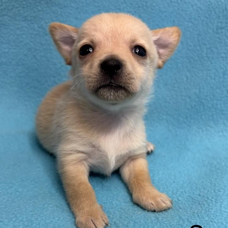 Enlarge Sage, a Adoptable Chihuahua in Austell, GA image 1/3