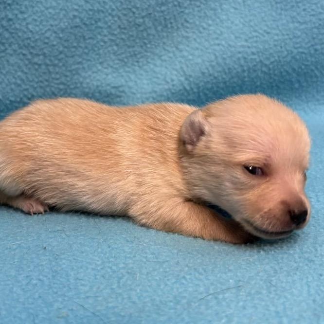 Enlarge Sage, a Adoptable Chihuahua in Austell, GA image 2/3