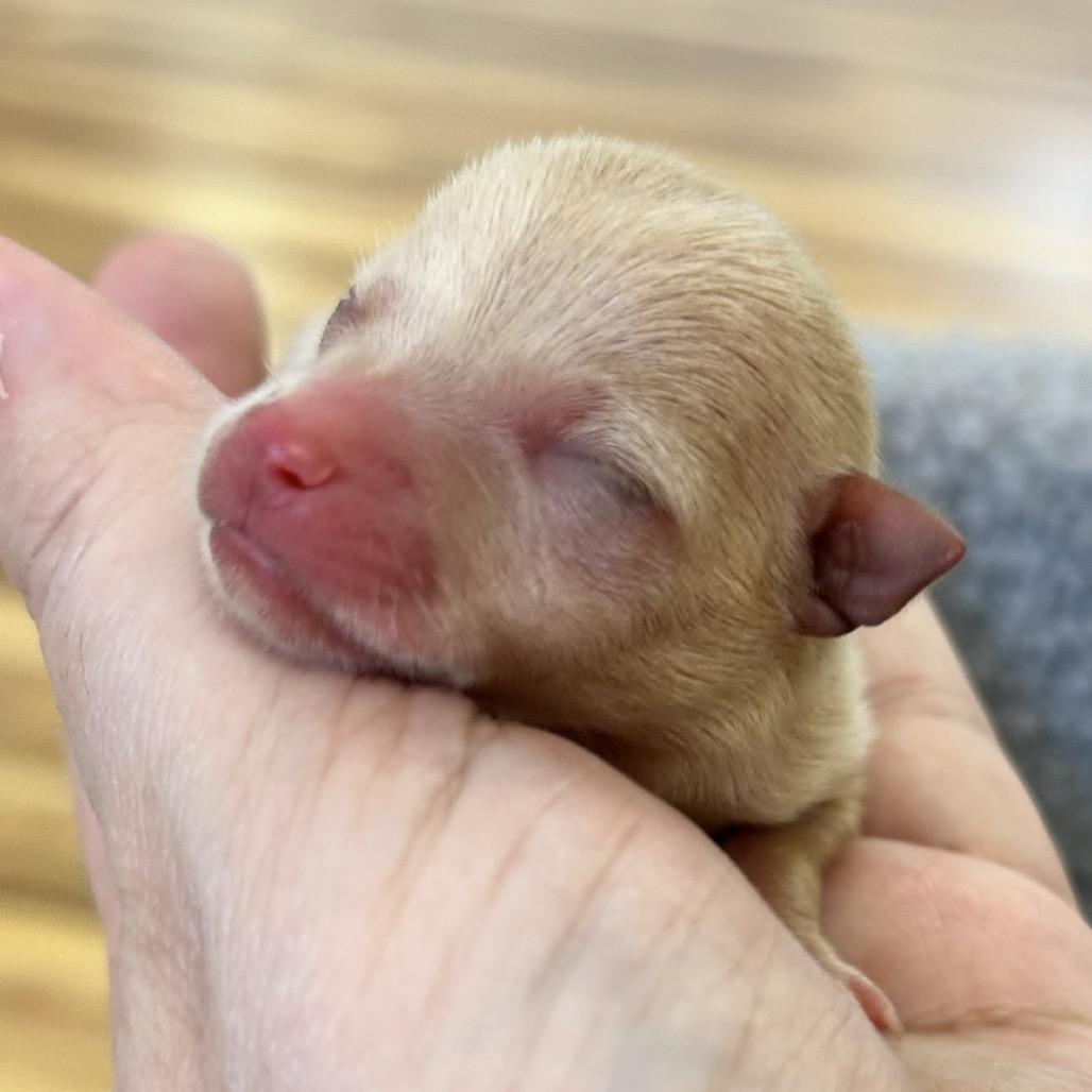Enlarge Sage, a Adoptable Chihuahua in Austell, GA image 3/3