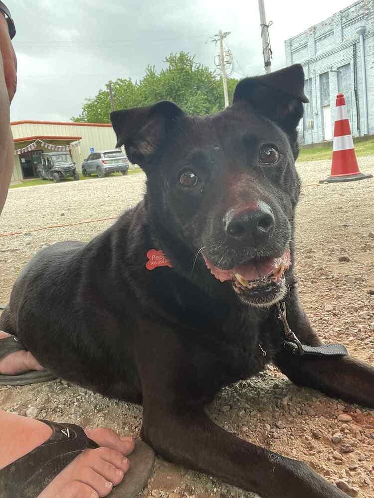 Enlarge Pepper, a Adoptable mixed breed in Lone Oak, TX image 5/5